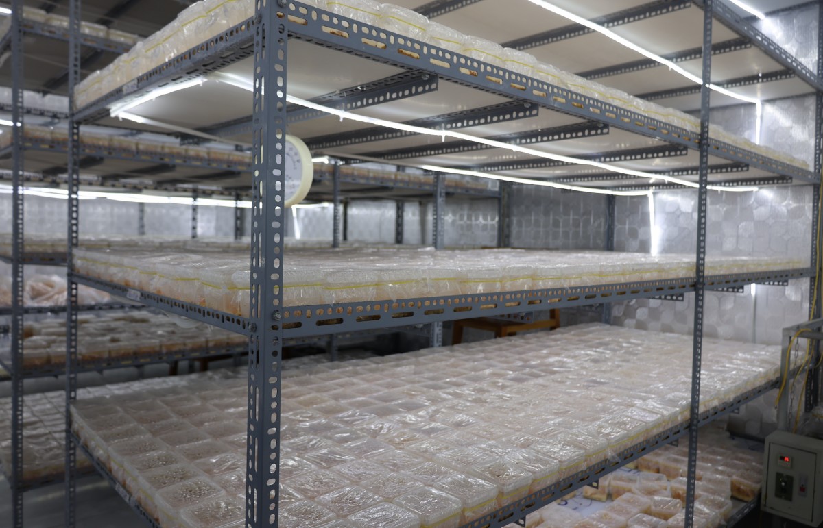 Cordyceps production chain improves lives of ethnic communities